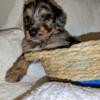 Male doodle puppy available 5/24