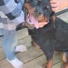 Akc female Rottweiler