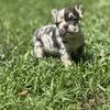 Chocolate Merle fluffy carrier