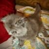 CPC Tabby Blue Cream Persian female Ready November 14th 2024