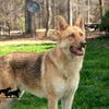 AKC Liver Sable Male German Shepherd For Stud