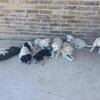 Lab x Great Pyrenees Puppies
