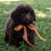 Yorkipoo Puppies Ready to Go