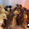 DUCK SALE! PEKIN - KHAKI CAMPBELL - CAYUGA 