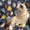 Exotic Shorthair Persian/Himalayan
