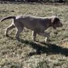 AKC longhair Weimaraner puppies