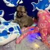 Pomchi Puppies – Born Feb 21 – Vet Checked & Socialized💗