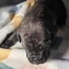 Cane Corso Pups 