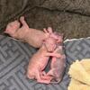 Beautiful Elf Ear Sphynx Kittens | Purebred Parents | Rare Colors