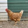 red comet chickens