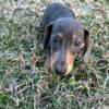 Dachshund miniature pups  and adult for sale