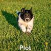 Border collie puppy