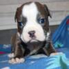 Cassie Female OEB Puppy Available Brickhouse Bullies Roxie and Dynamite
