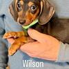 Miniature Dachshund Wison