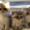 Persian kittens 