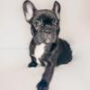 Black & White French Bulldog pup