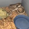 Genetic Stripe Ball Python