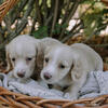 Miniature Cream Dachshund