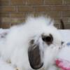 LIONHEAD / LOP MIX Bunnies