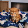 Female maine coon kitten for sale