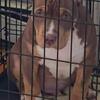 XL American Bully Chocolate Tri Pup
