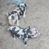 Kune kune
