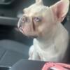 For sale Male French bulldog