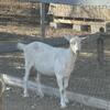 Alpine Doe
