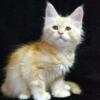 NewElite Maine coon kitten from Europe with excellent pedigree, male. EZ Epifan