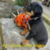 Full blooded German Rottweiler puppies