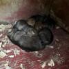 Licensed Breeder has Coyote Pups Born 5/5 will be ready to go to loving homes  6/19