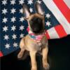 Belgian Malinois Puppies