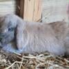 Holland Lop buck 8 months old