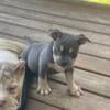 Exotic American Bully