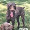 Akc Moyen Poodle Puppies