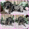 Dapple Miniature Dachshund puppies