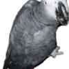 Proven Male african grey