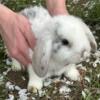 Mini-lop Baby Bunnies!