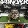 Adult melre micro bully female