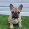 French bulldog female