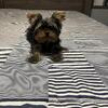 Full Breed AKC Yorkie Puppy