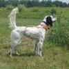 ENGLISH SETTER PUPPIES. Ready for new homes 8/23/24 3 MALES -  Now Acceping Deposits