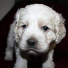 Toy Cockapoo Puppies
