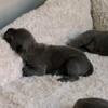 VERY active and intelligent, Purebred Cane Corso (Italian Mastiff) Puppies