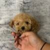 Sweet, adorable micro maltipoo puppy 