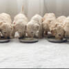 Goldendoodle Puppies F1BB English Cream- Ready Dec 6th