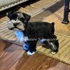 Toy size schnauzers 