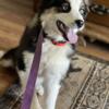 Australian Shepherd Female AKC