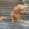 AKC full registration long haired miniature dachshund male