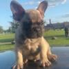 Quality Female beauty frenchie exotic